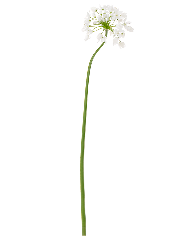 【生花】アリウム コワニー1本