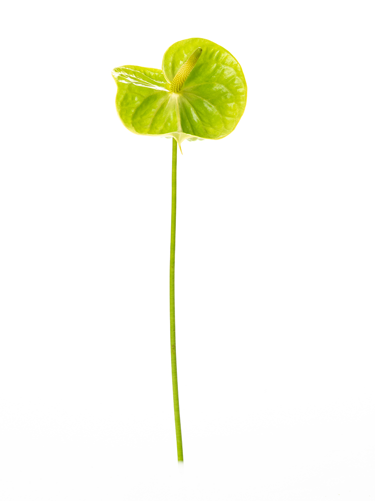 【生花】アンスリウム(台湾)緑 品種おまかせ1本