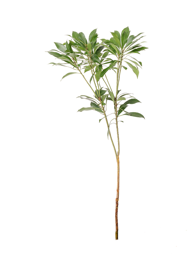 【生花】アセビ 1本