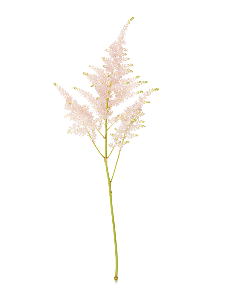 【生花】アスチルベ(ピンク) 品種おまかせ1本