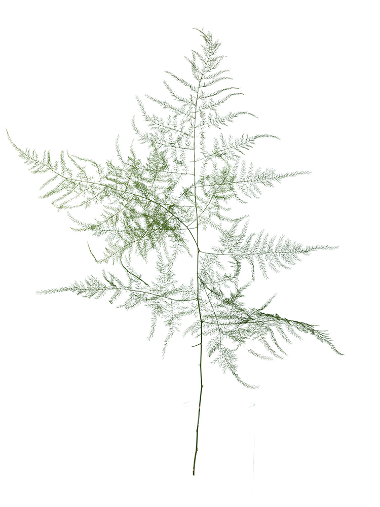 【生花】アスパラ ペラ1本