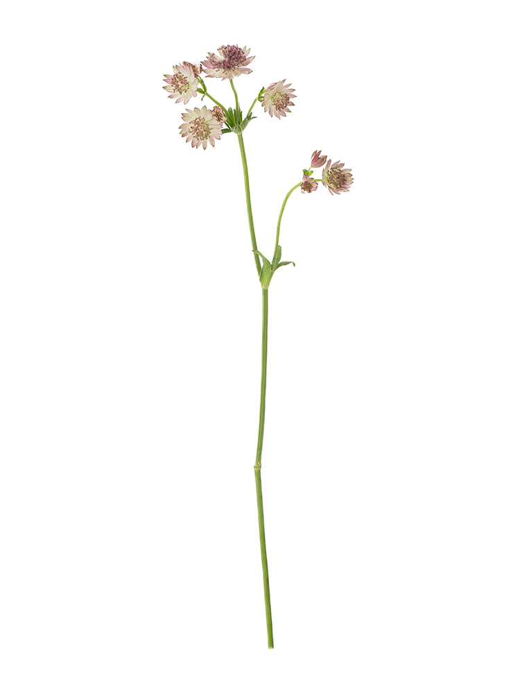 【生花】アストランチア ローマ1本