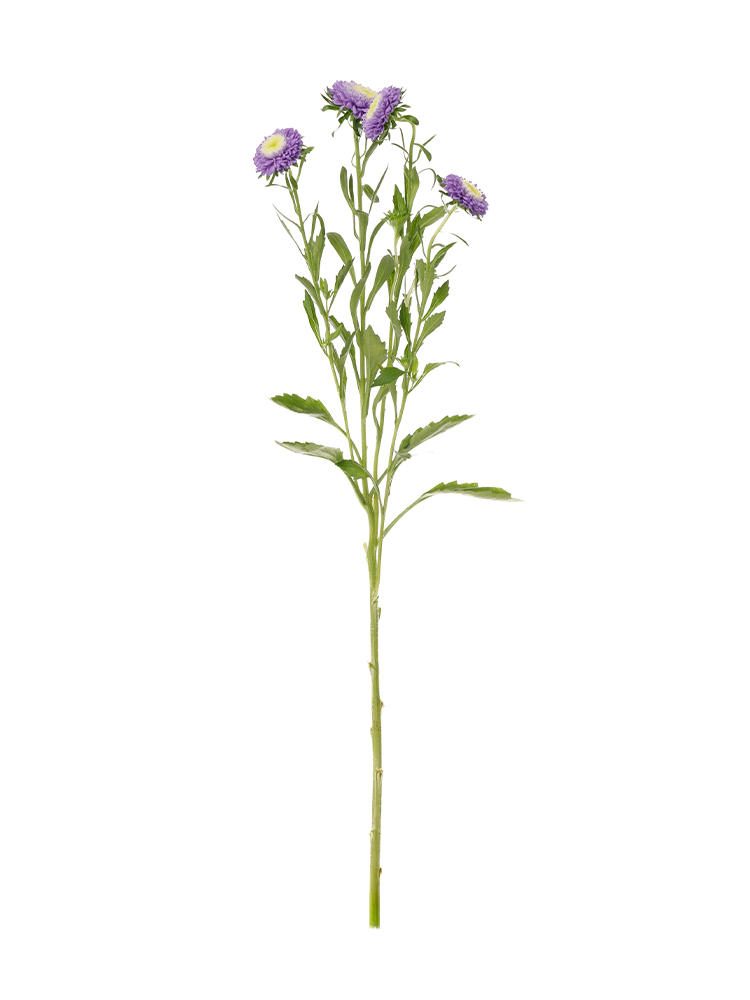 【生花】アスター マカロンブルー1本