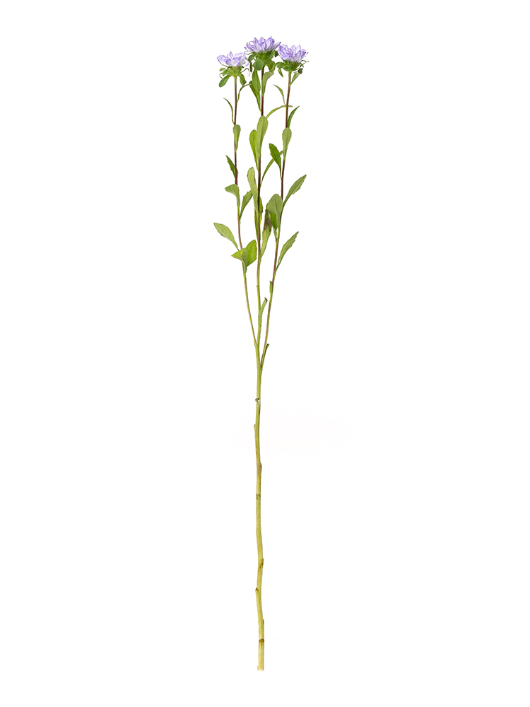 【生花】アスター ステラトップブルー1本