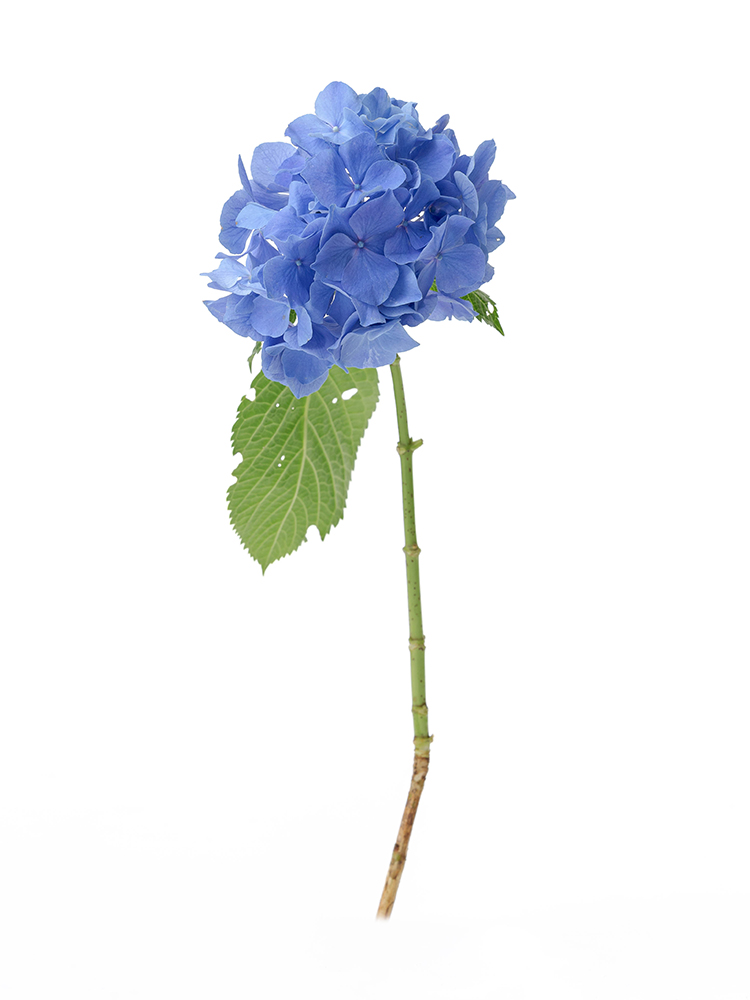 生花】アジサイ(青) 品種おまかせ【50cm/東京都(伊豆大島 生花】アジサイ(青) 品種おまかせ【50cm/東京都(伊豆大島