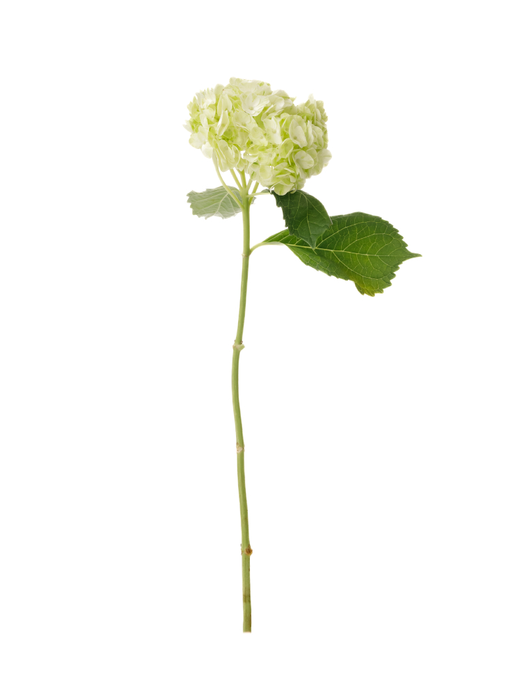 【生花】アジサイ(緑) 品種おまかせ1本