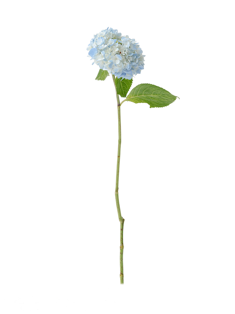 【生花】アジサイ 品種おまかせ(水色)1本