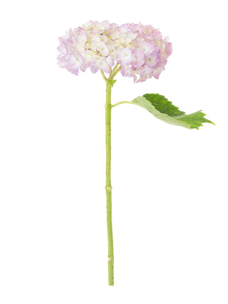 【生花】アジサイ(ピンク) 品種おまかせ1本