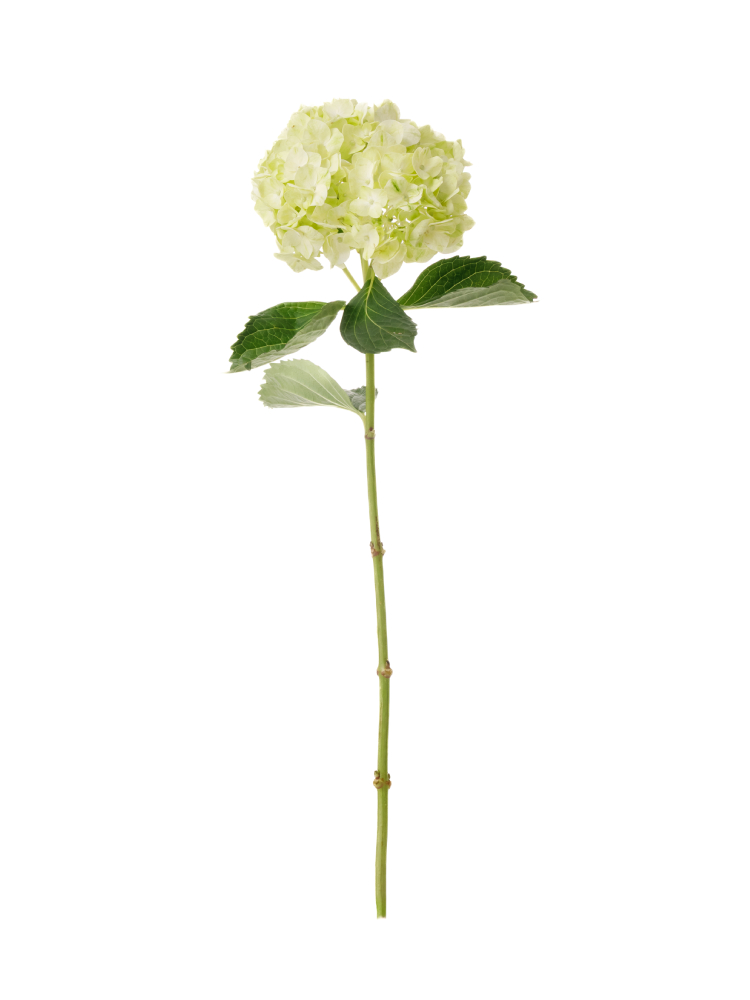 【生花】アジサイ セージ1本