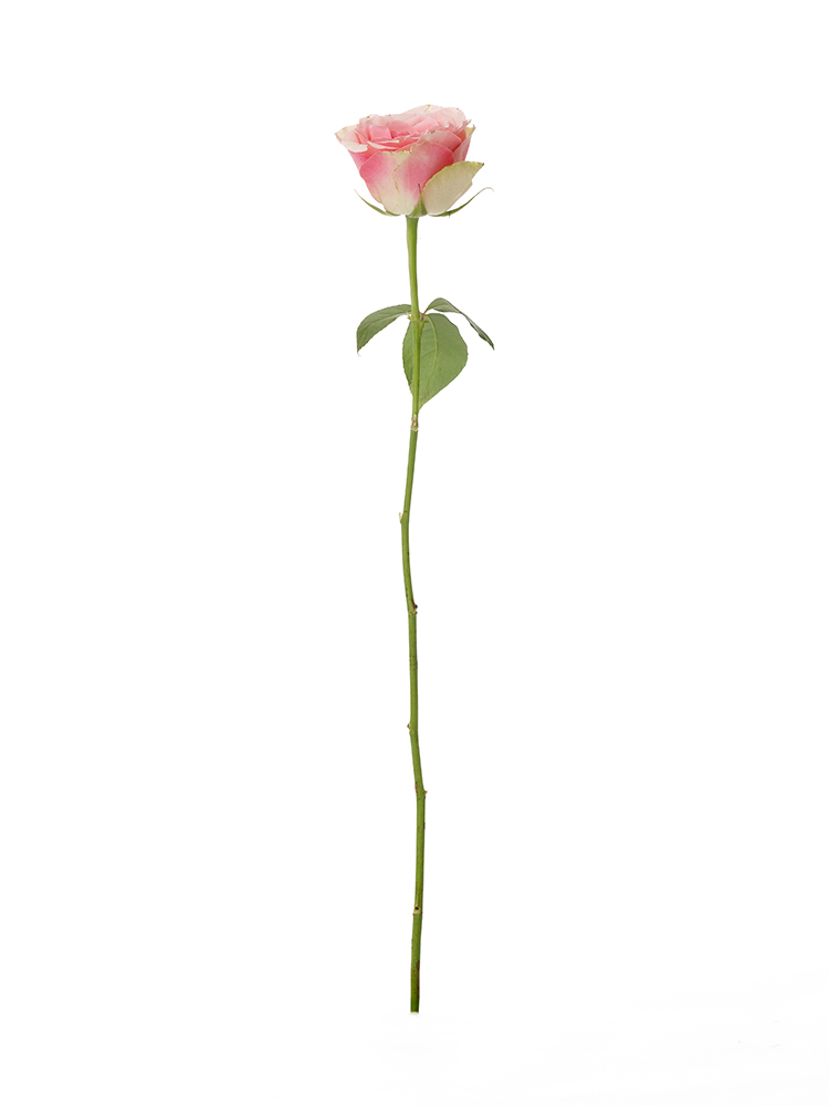 【生花】バラ(ケニア) ベラローザ1本