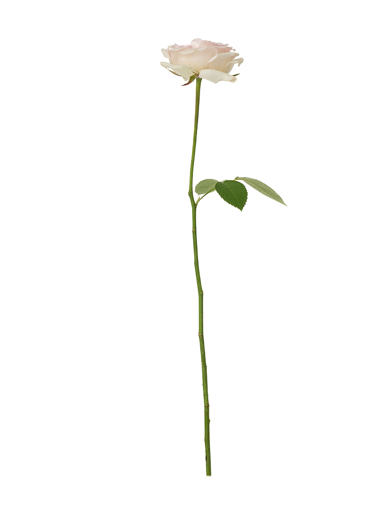 【生花】バラ アンブリッジローズ1本