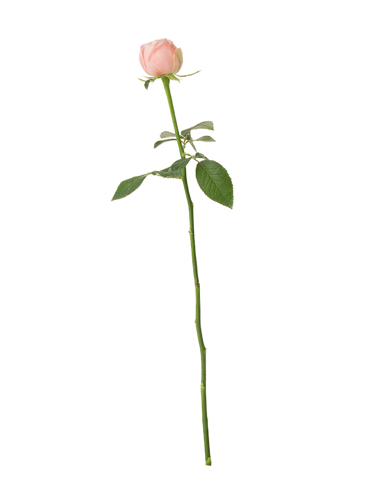 【生花】バラ アンジェニュー1本