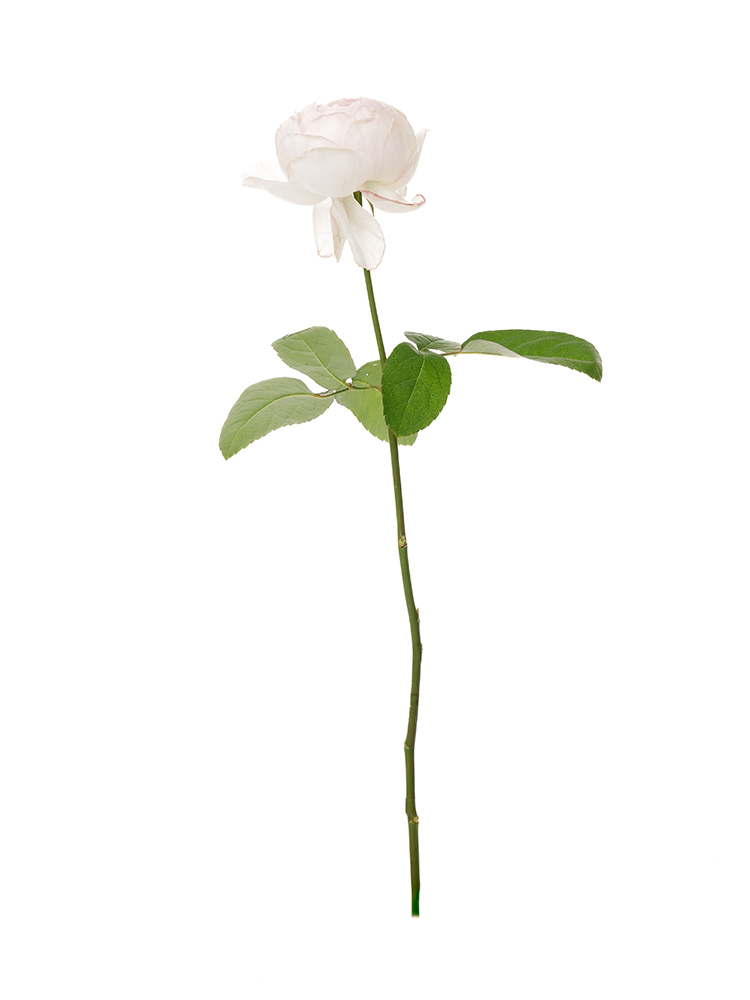 【生花】バラ ココット1本