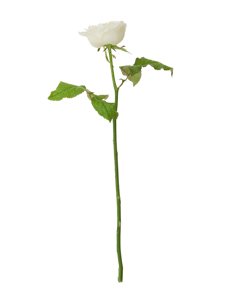 【入荷花材】バラ　シェドゥーブル1本