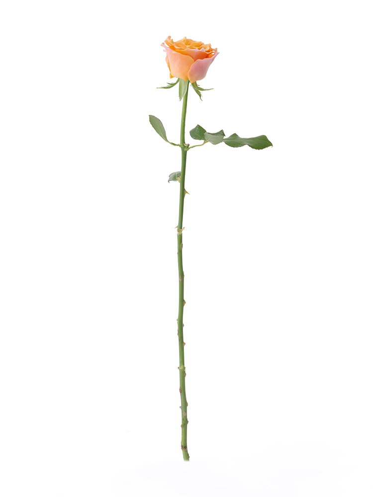 【入荷花材】バラ　カルピディーム＋1本