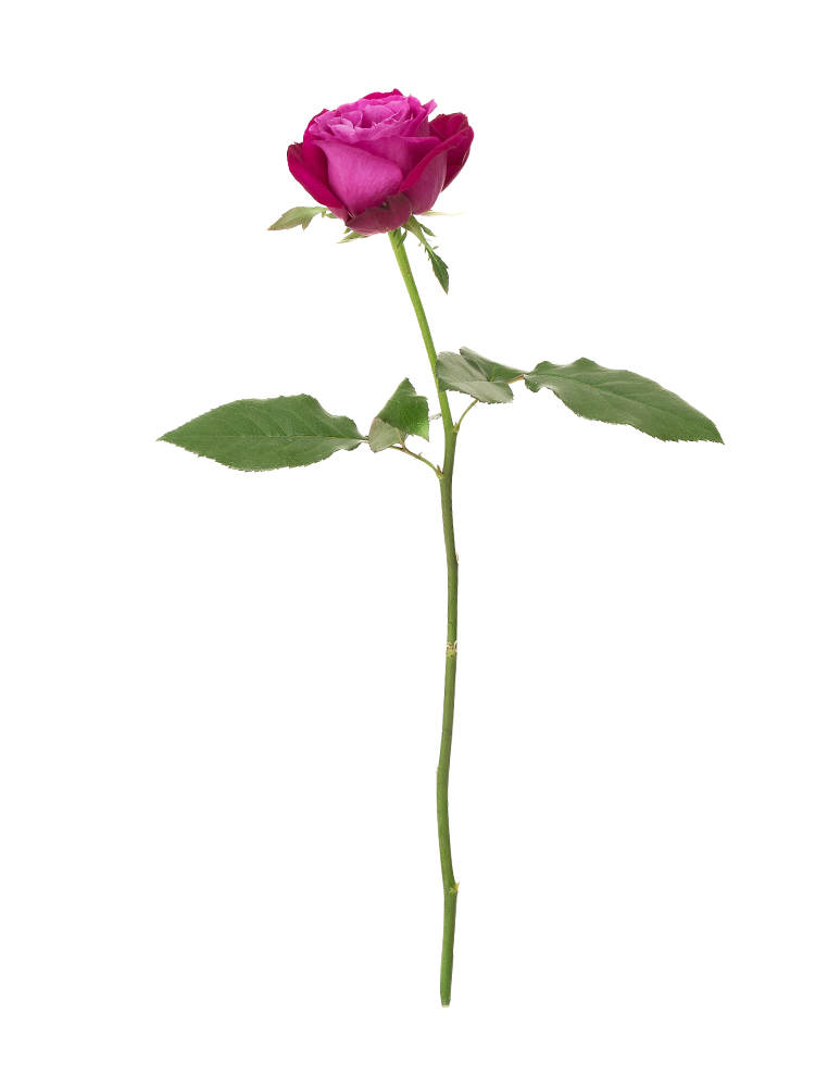 【生花】バラ エモーションプロフォンド1本