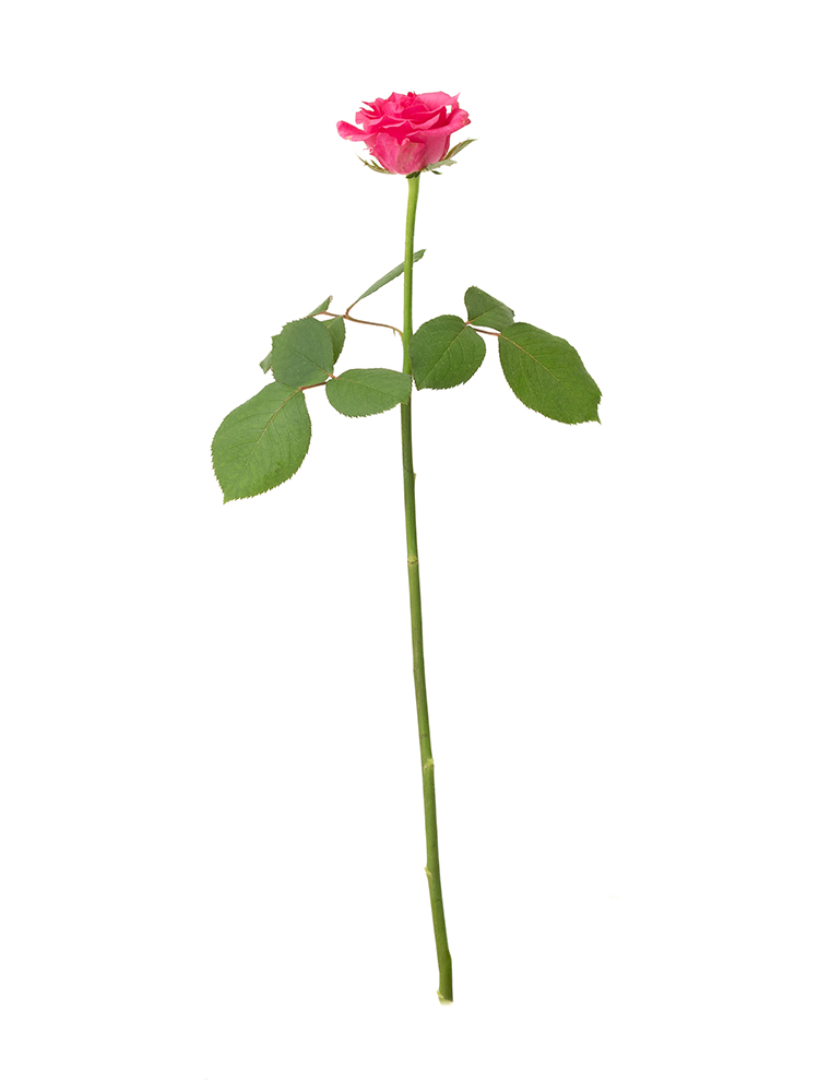 【生花】バラ ライラ1本