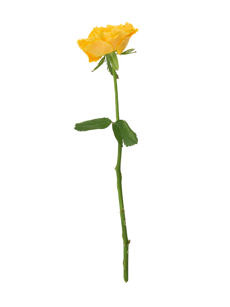 【入荷花材】バラ マンゴリーバ1本