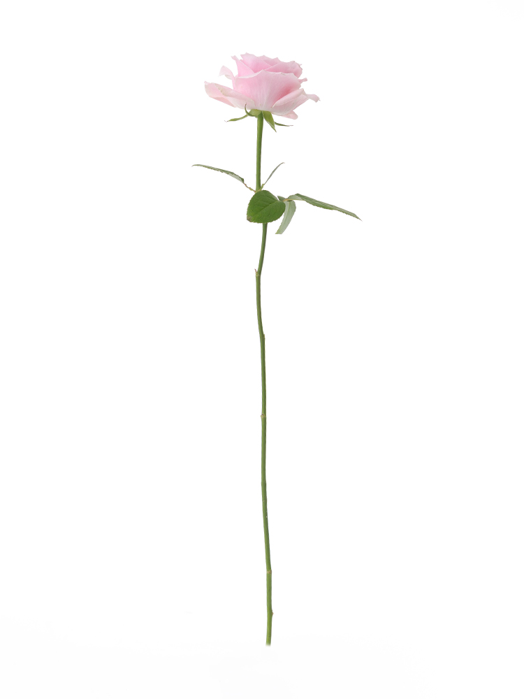 生花】バラ(ピンク) 品種おまかせ【60cm/兵庫県淡路島】｜Flower Smith