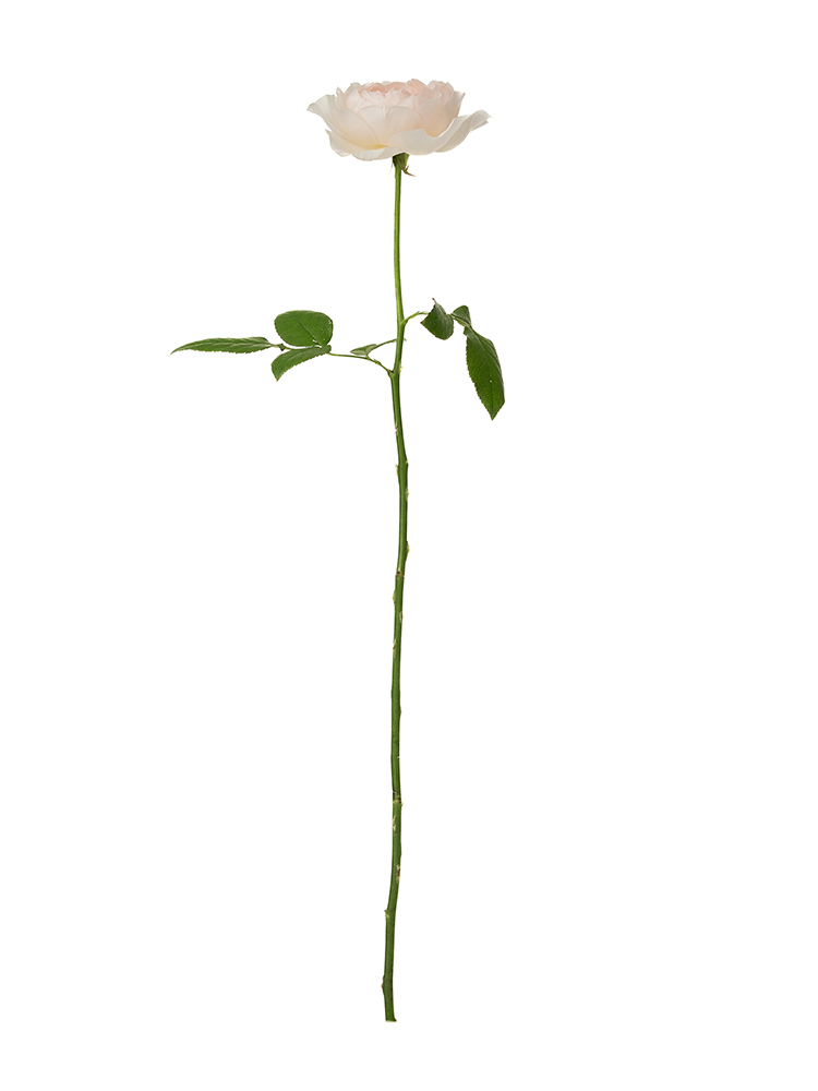 【生花】バラ プリティカレン1本