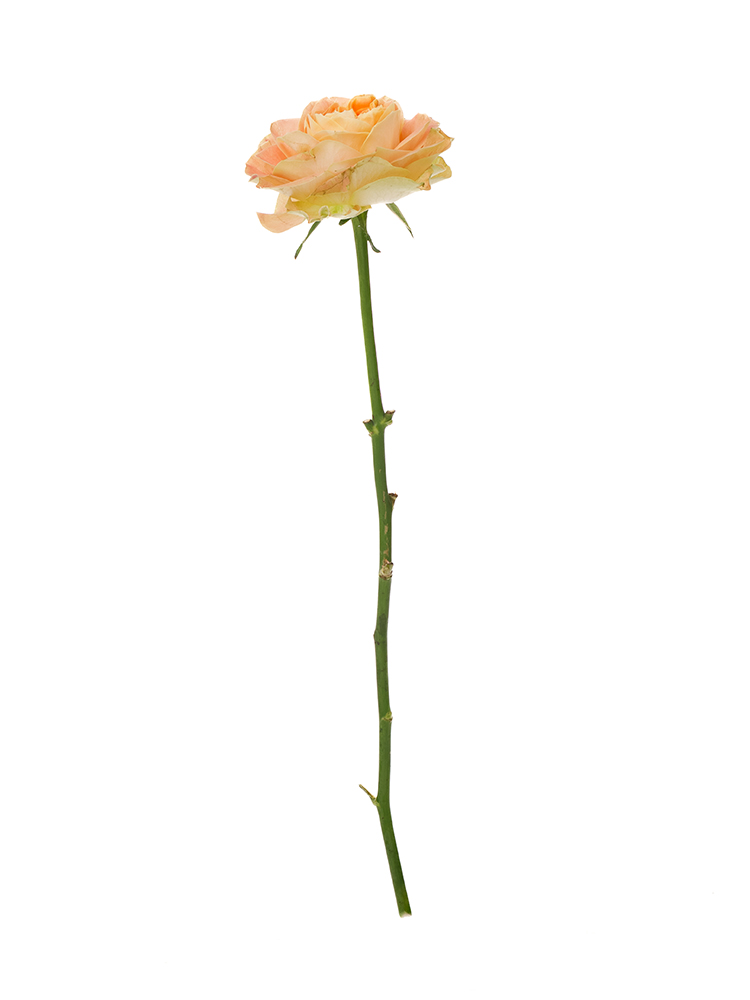 peanut出品　（バラ売） バラ鉢 8号 グリーン | 鉢・プランター・花台・温室 通販