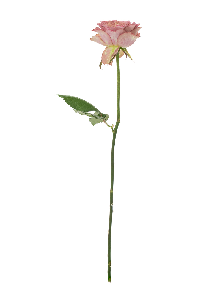 【HISCHRONE】美品！　手袋　花　バラ HISCHRONE】美品！ 手袋 花 バラ
