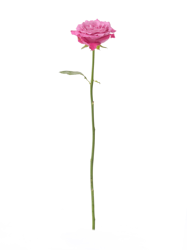 【生花】バラ オール4ラブ＋ 40cm1本