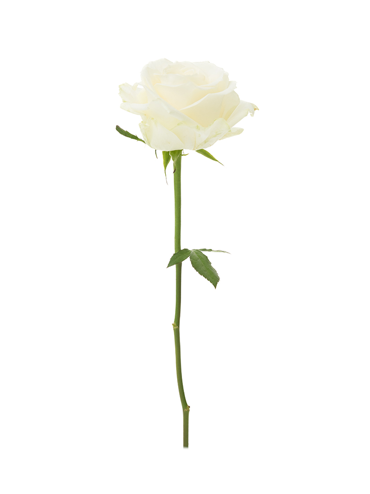 【生花】バラ アヴァランチェ＋ 40cm1本