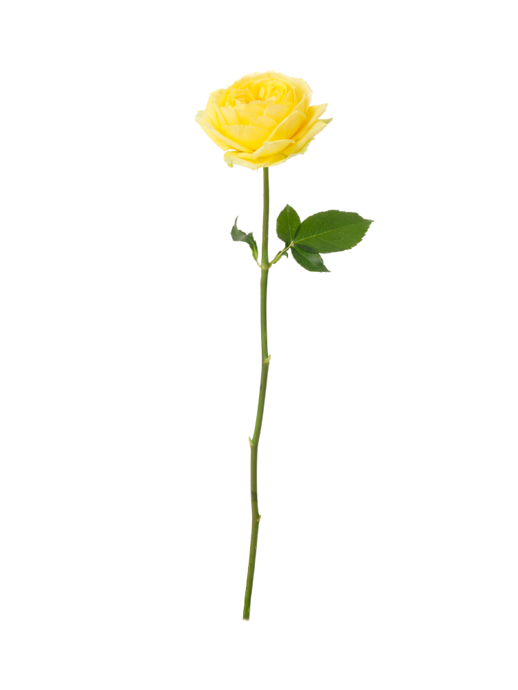 【生花】バラ カタリナ 40cm1本