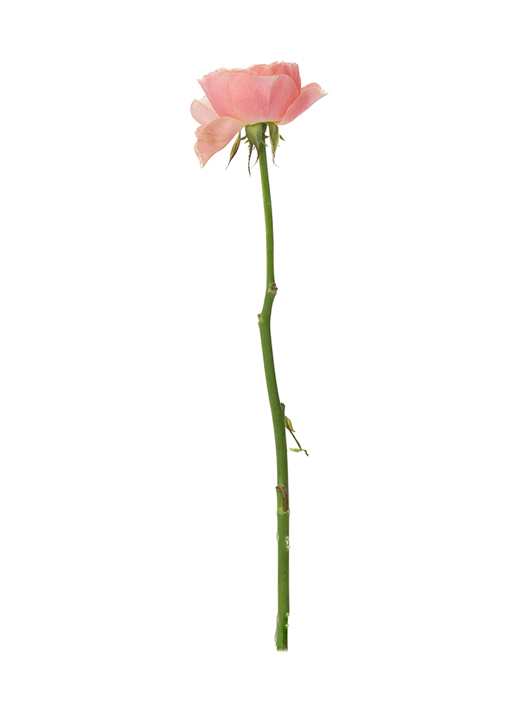 【生花】バラ コーラルハート 40cm1本