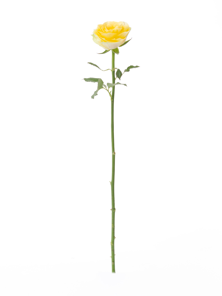 【生花】バラ イリオス 40cm1本