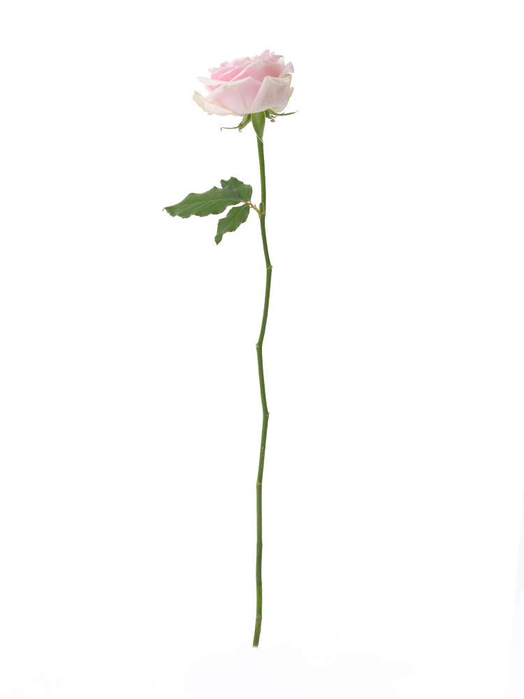 【生花】バラ(薄ピンク) 品種おまかせ 1本
