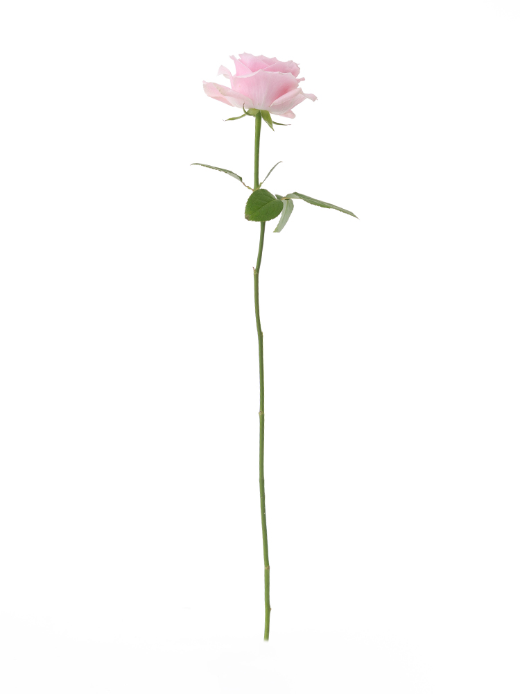 【生花】バラ(ピンク) 品種おまかせ 1本
