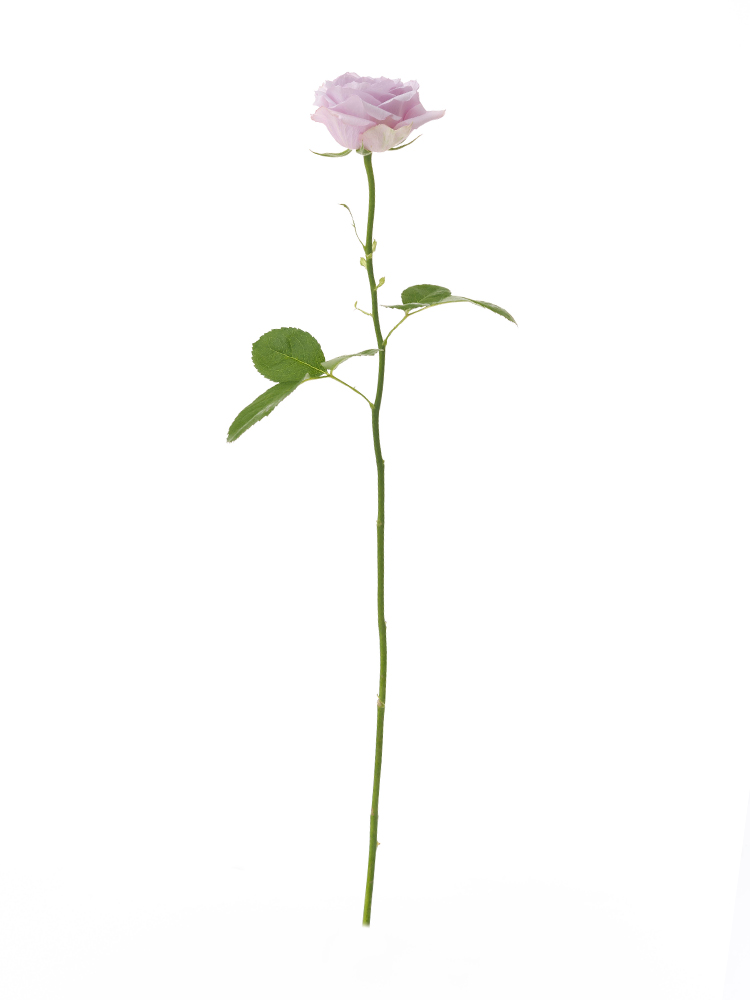【生花】バラ(紫) 品種おまかせ 1本