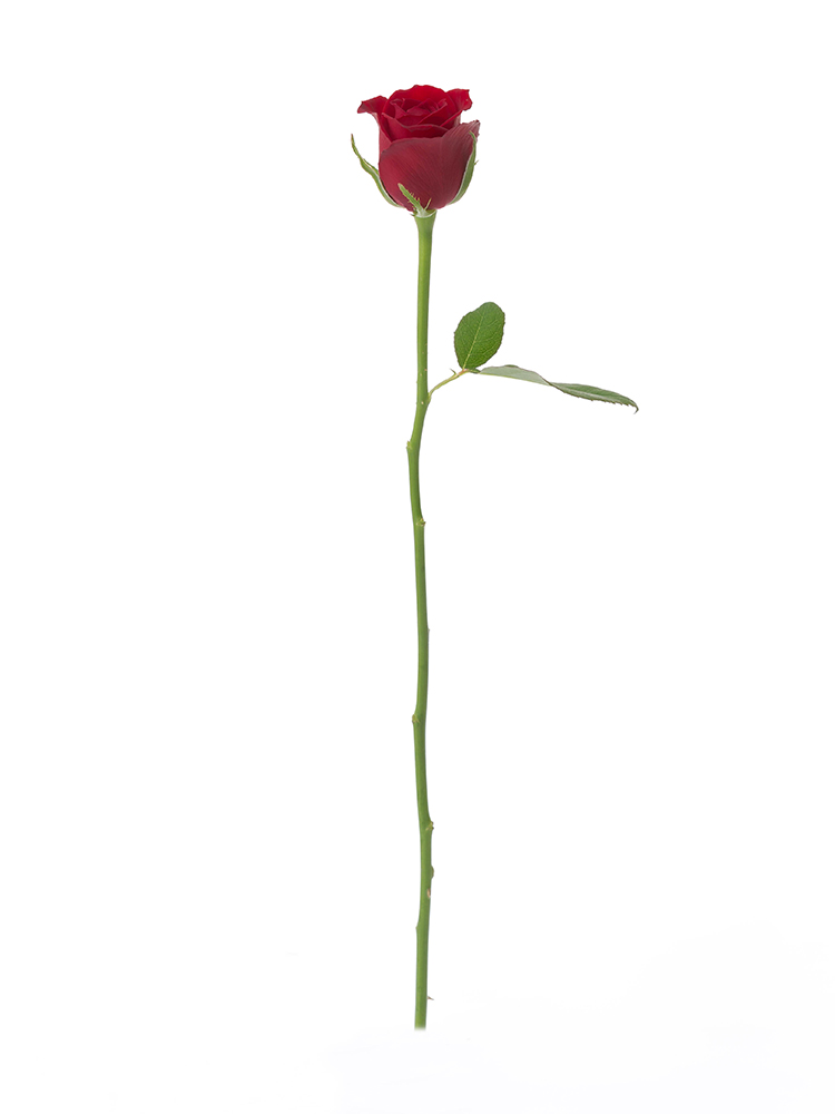 【入荷花材】バラ サムライ08 40cm1本