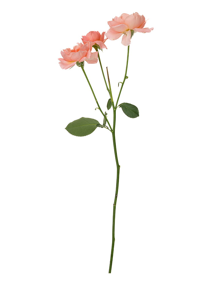 【生花】バラ(スプレー) アプリコットミホ1本