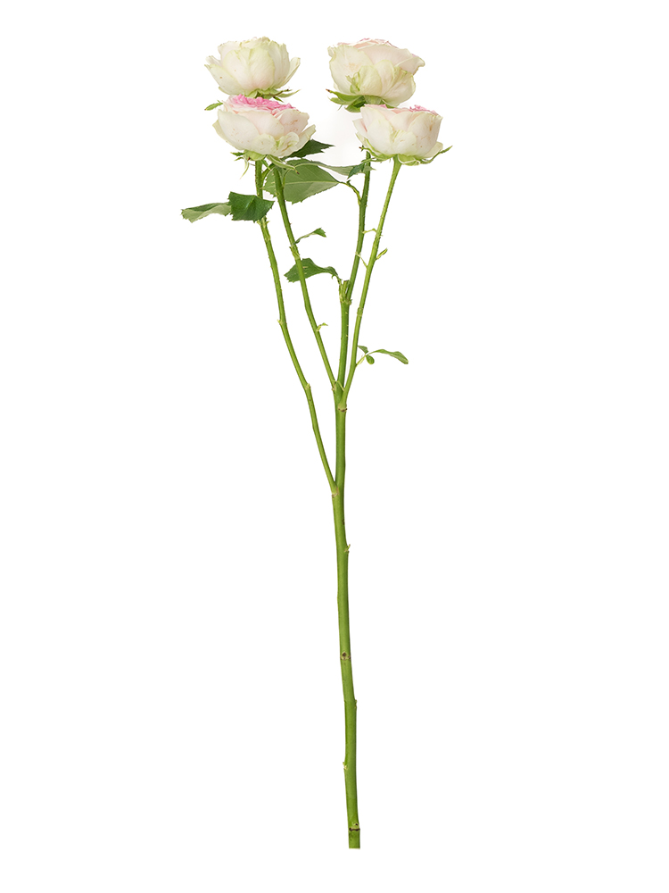 【生花】バラ(スプレー) ジェラート1本