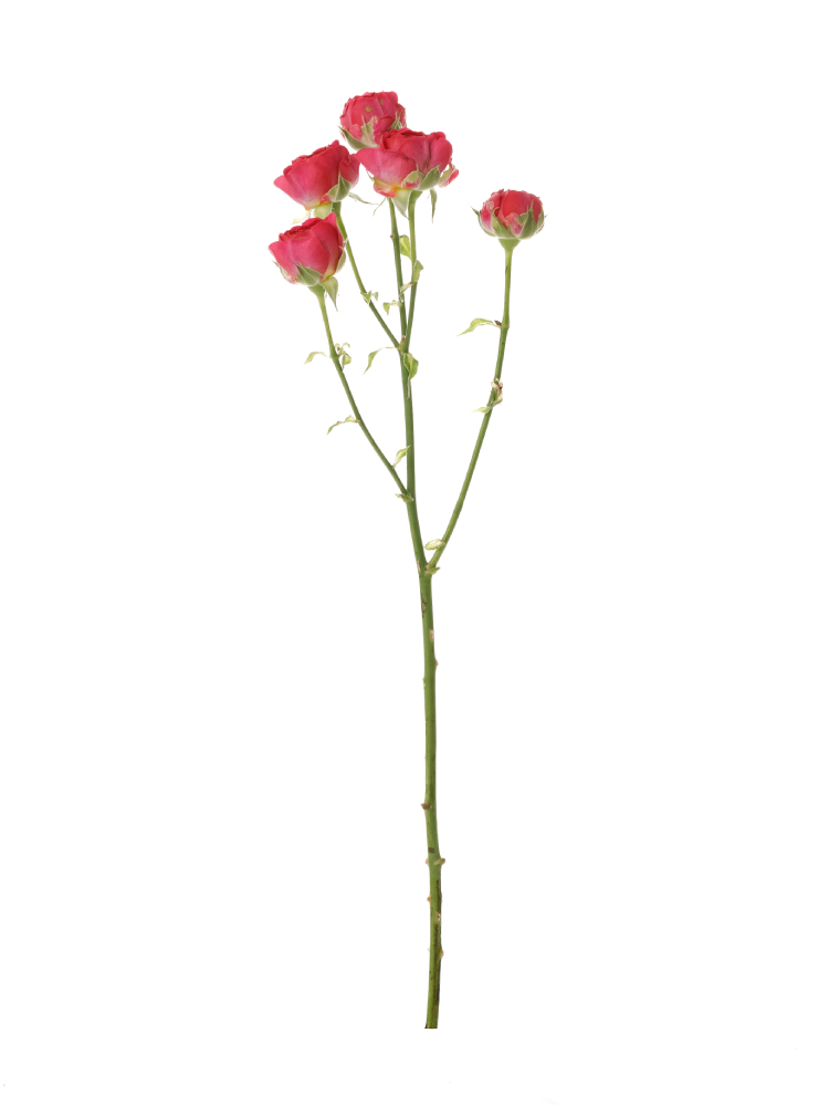もも バラ売り 生花】スプレーバラ モモエ!【濃ピンク/70cm/栃木県】|Flower