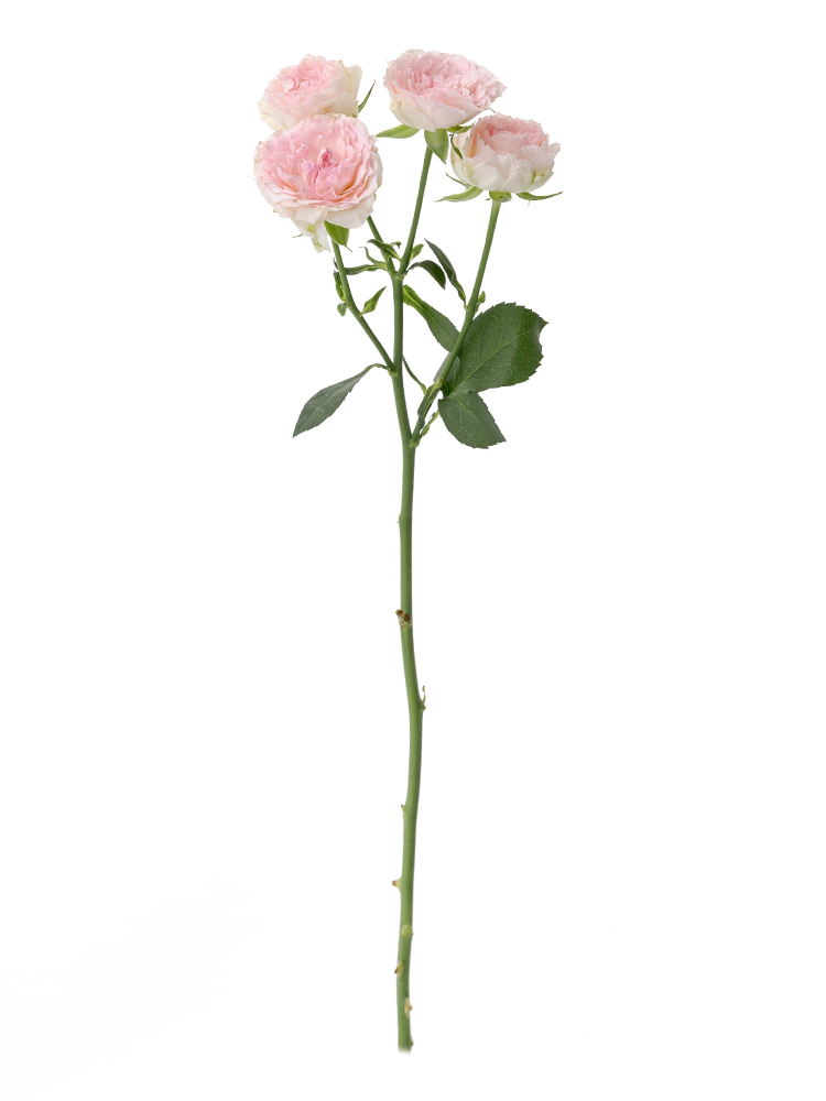 生花】スプレーバラ(薄ピンク) 品種おまかせ【60cm/愛知県】｜Flower 