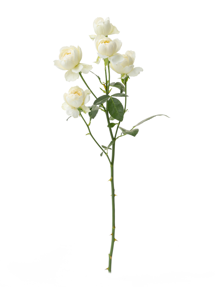 生花】スプレーバラ(白) 品種おまかせ【60cm/茨城県】｜Flower Smith 
