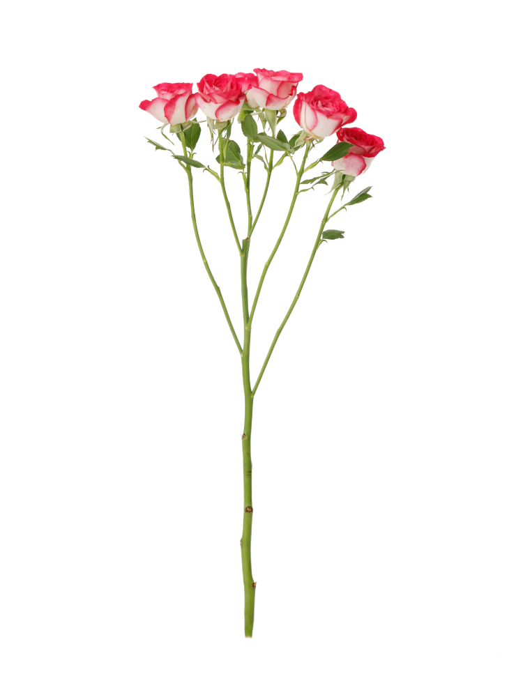 【生花】スプレーバラ セドナ!1本