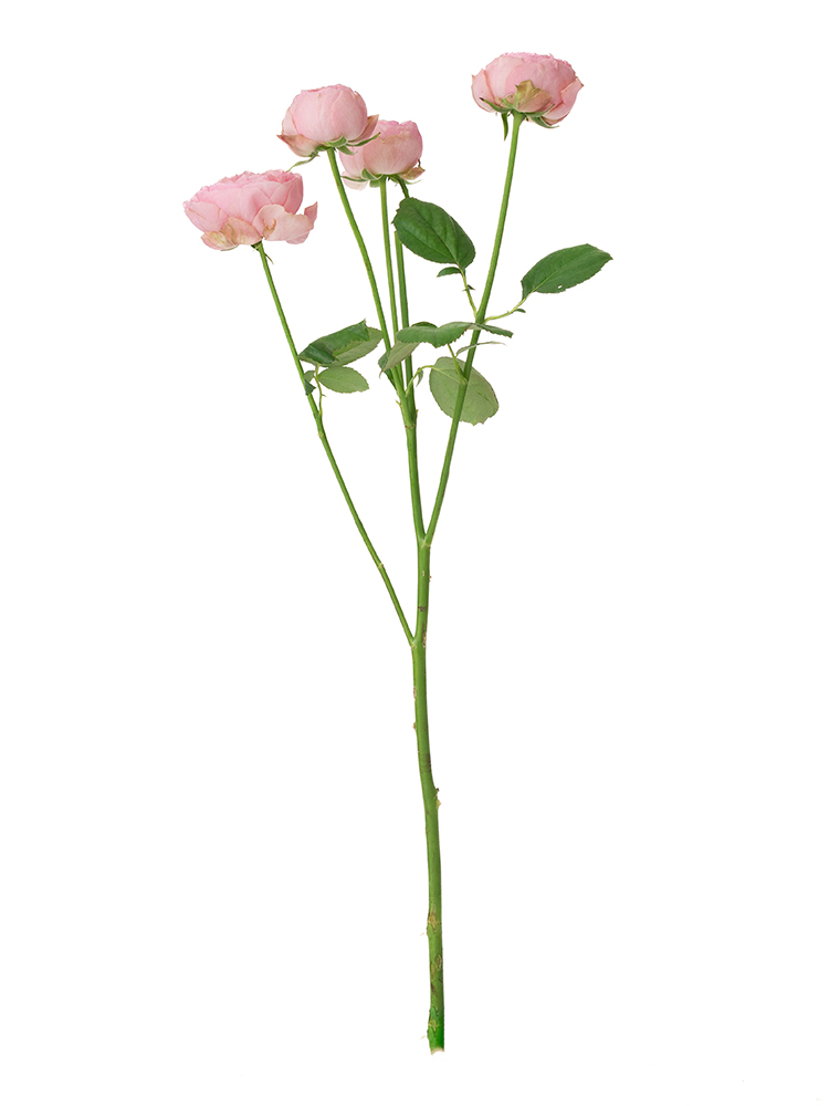 【生花】バラ(スプレー) シルバピンク1本