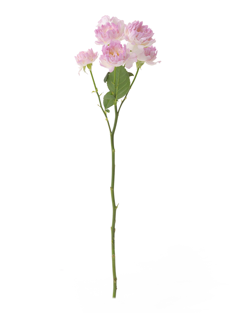 【生花】バラ(スプレー) シーアネモネ1本