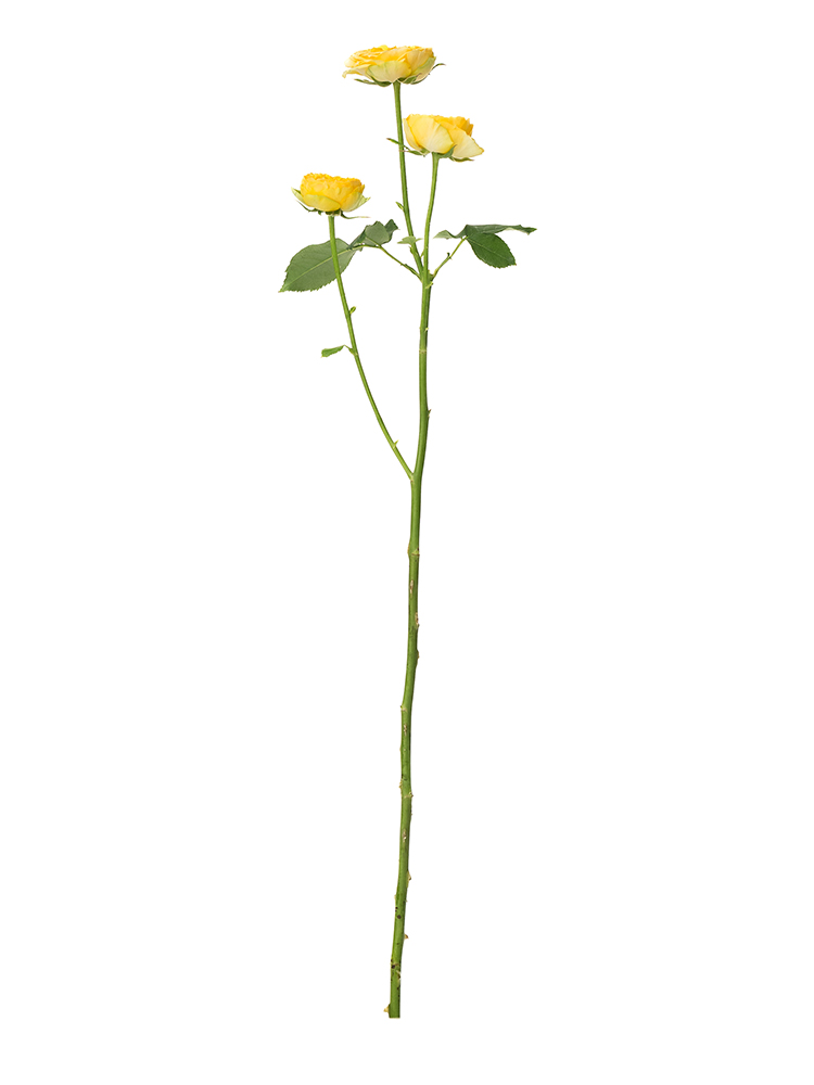 【生花】バラ(スプレー) サニートレンドセッター1本