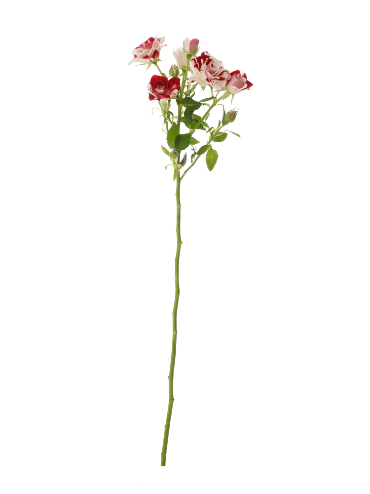 【生花】スプレーバラ スパークリンググラフィティ1本