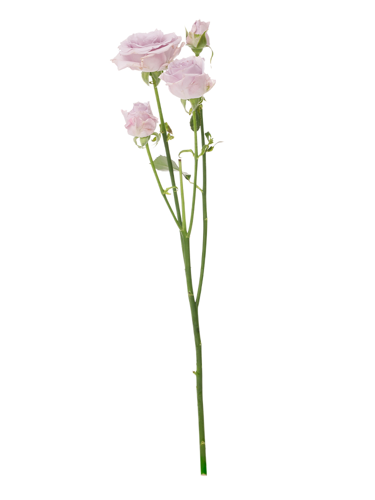 【生花】スプレーバラ スターリングセンセーション+1本