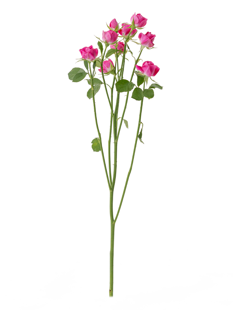 【生花】スプレーバラ(濃ピンク) 品種おまかせ 40cm1本