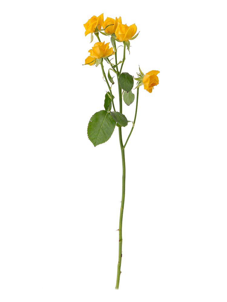 【生花】スプレーバラ(黄) 品種おまかせ 40cm1本