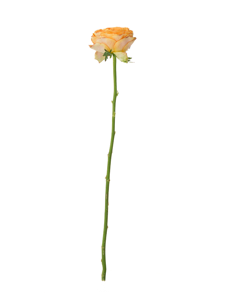 【生花】バラ(ロゼット咲き)オレンジ 品種おまかせ 40cm1本