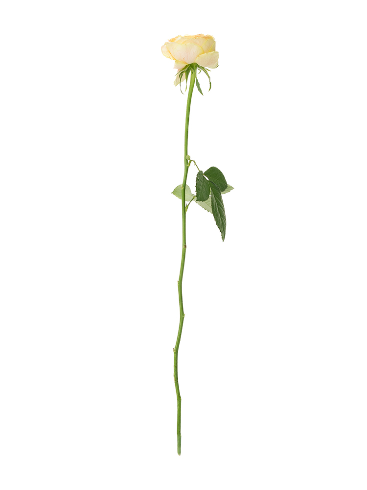 【生花】バラ(ロゼット咲き)黄 品種おまかせ 40cm1本